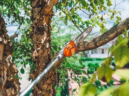 tree trimming nepa saw cutting branch